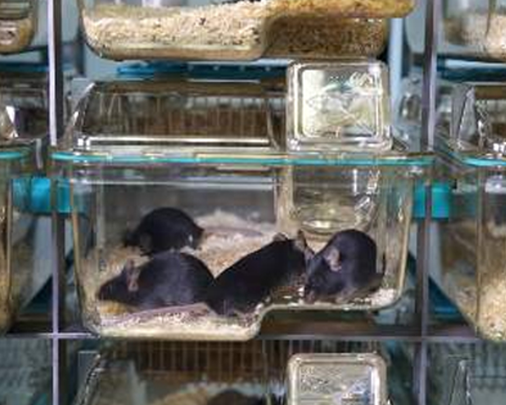 Ventilated Cages (IVC) Mice  EM-500